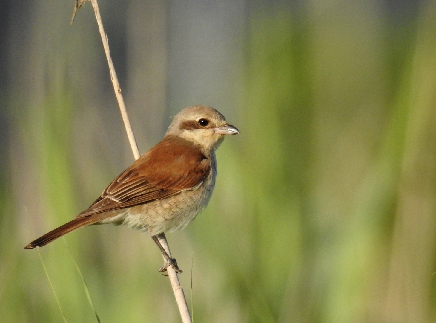 Gospa .... by Nada Lovsin