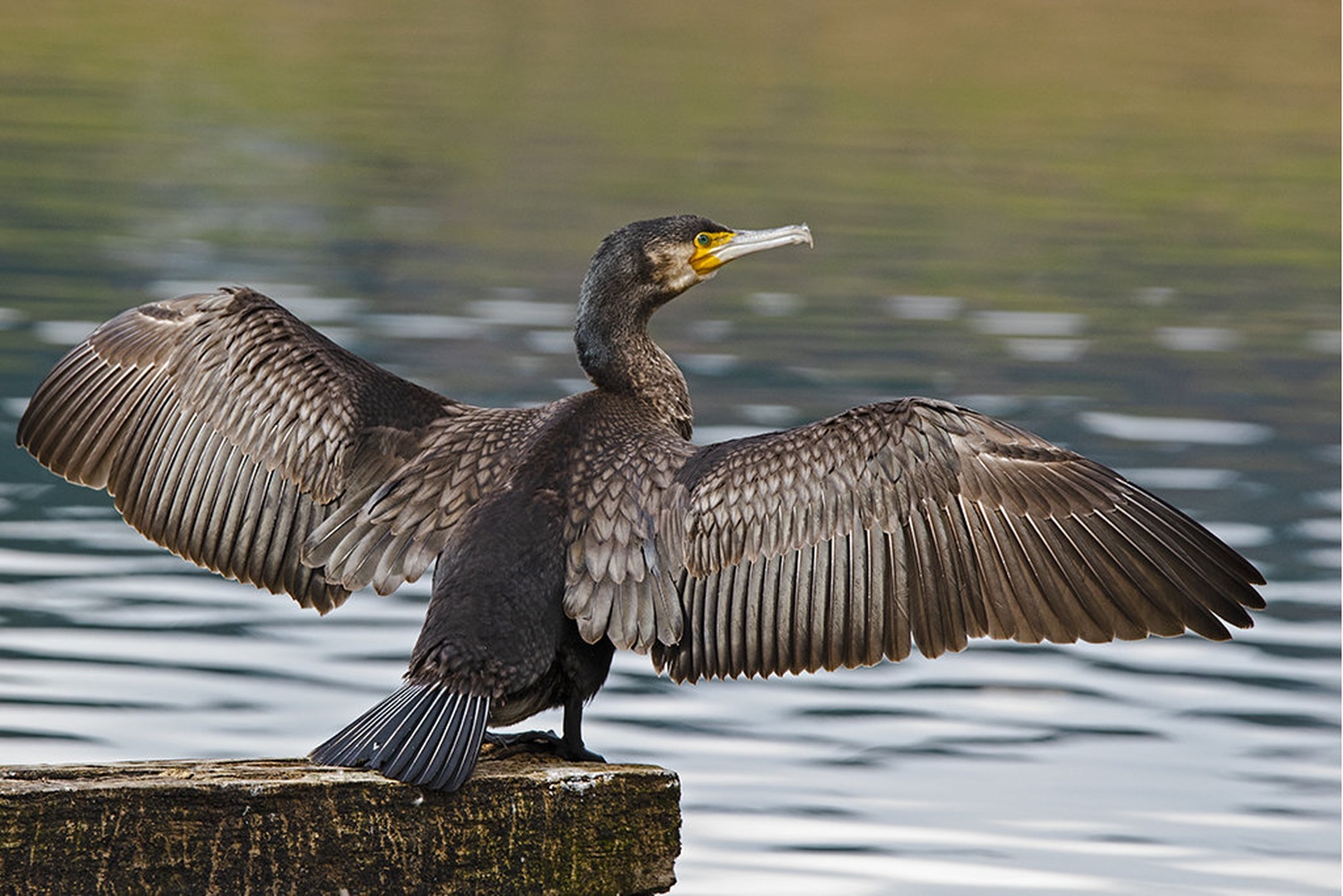 Kormoran! by Nada Lovsin