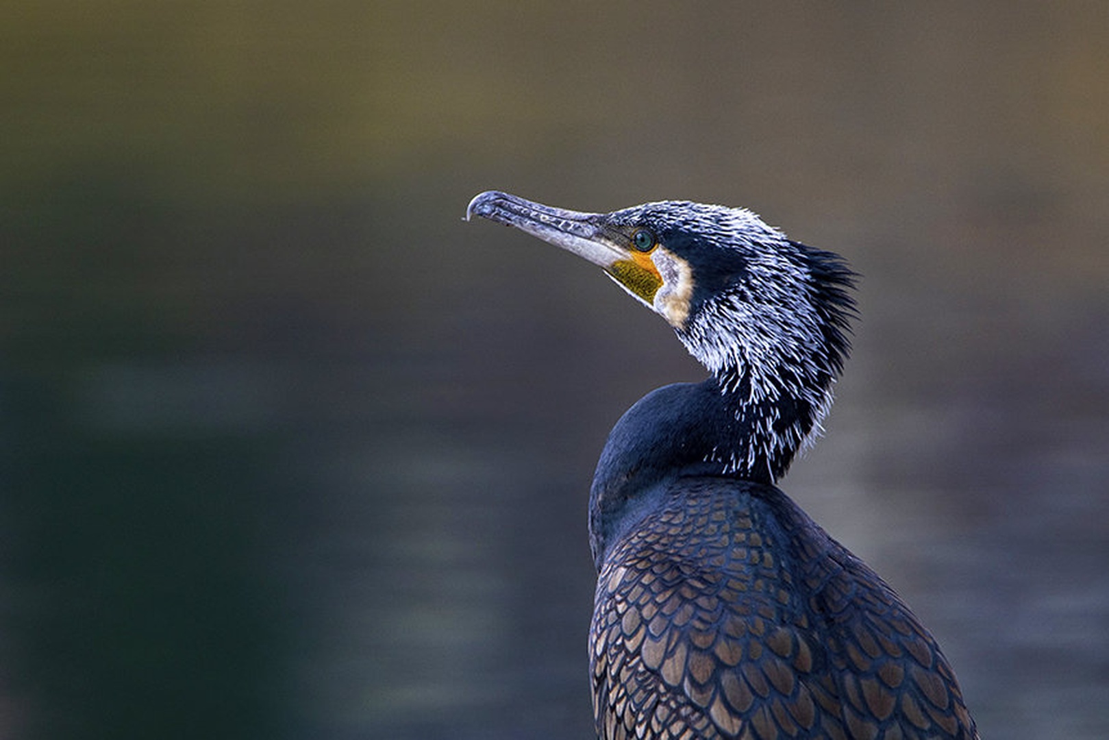 Kormoran (samec) by Nada Lovsin