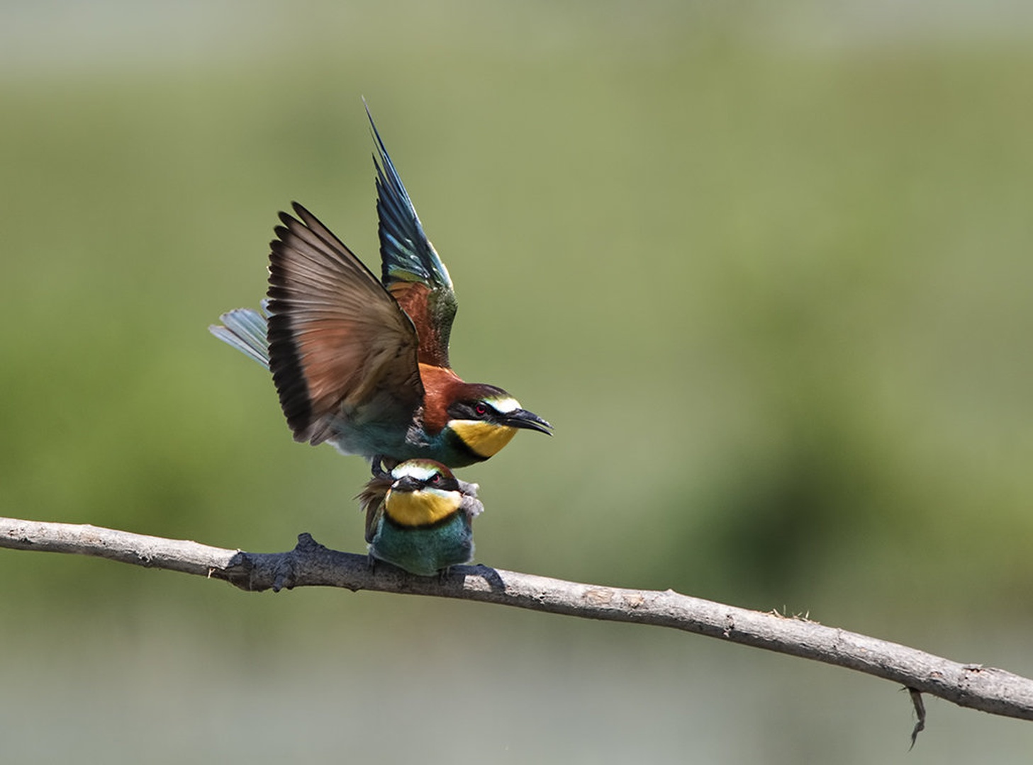 Prelet! by Nada Lovsin
