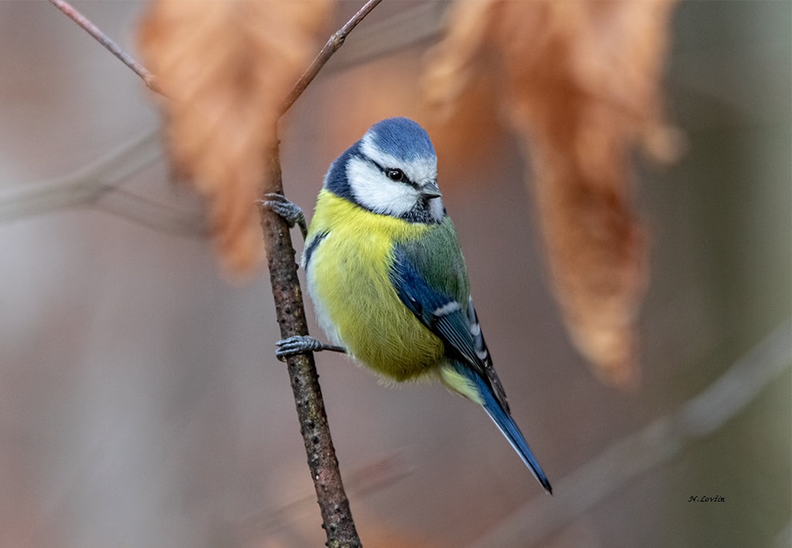 Plavček (Parus caeruleus) by Nada Lovsin