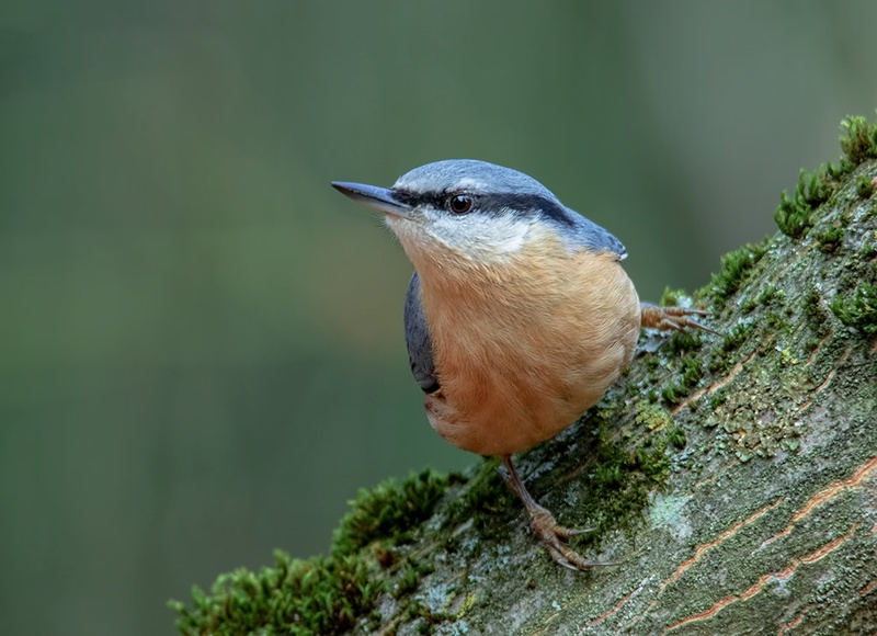 Brglez (Sitta europaea) by Nada Lovsin