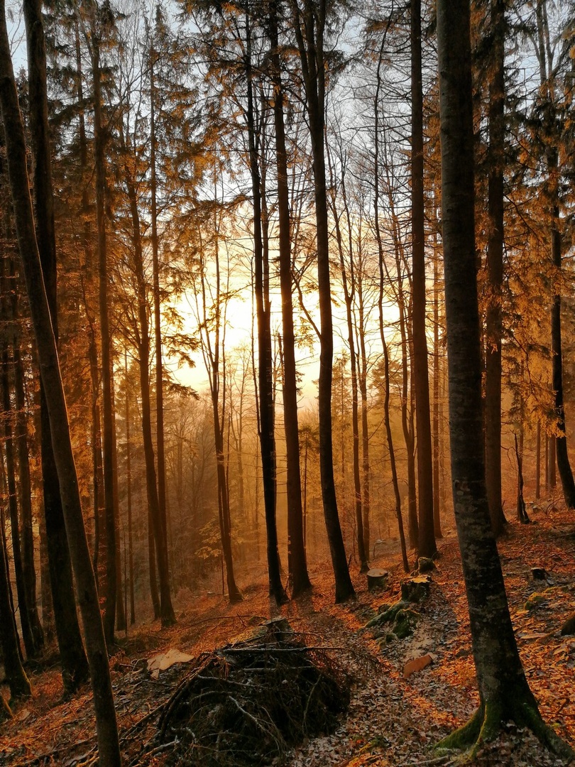 Čarobni gozd by Janez Švab