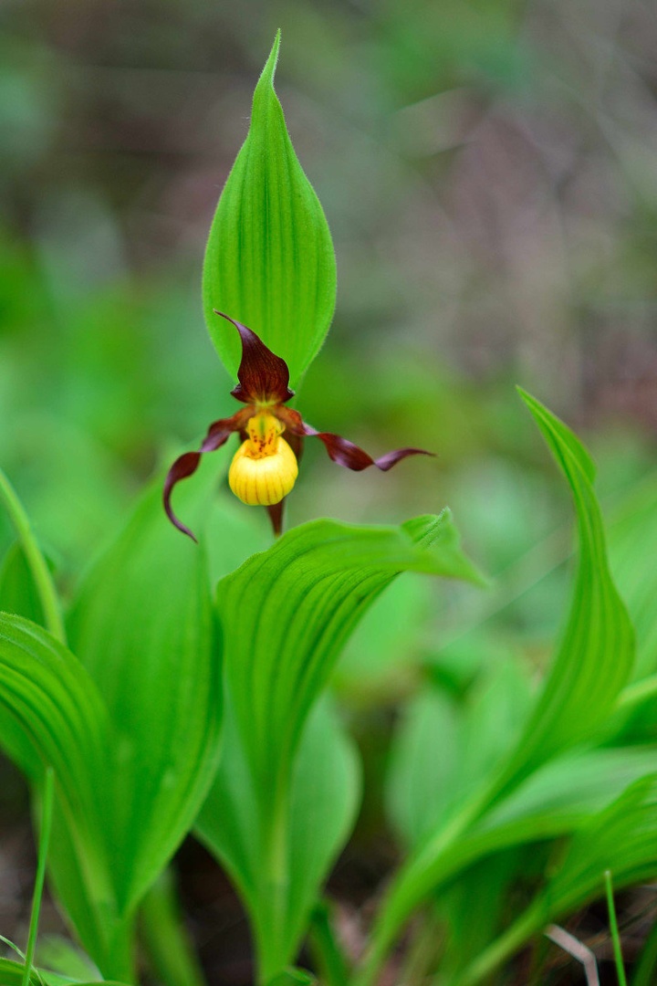 Small Yellow Lady's Slipper by Driolarena Arena