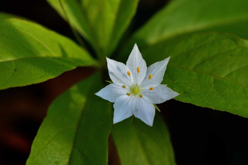 Starflower_Lysimachia borealis by Driolarena Arena