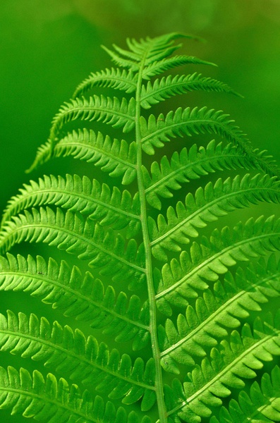 Green by Driolarena Arena