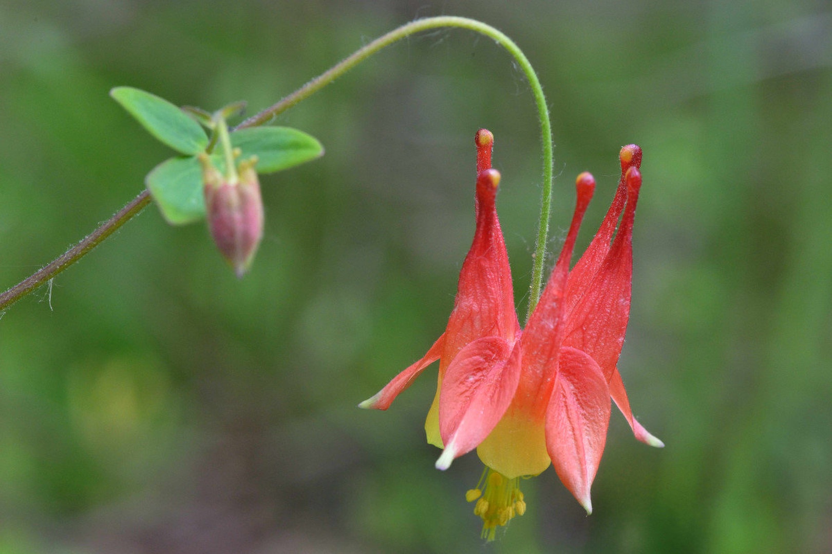 Red columbine_Aquilegia canadensis by Driolarena Arena