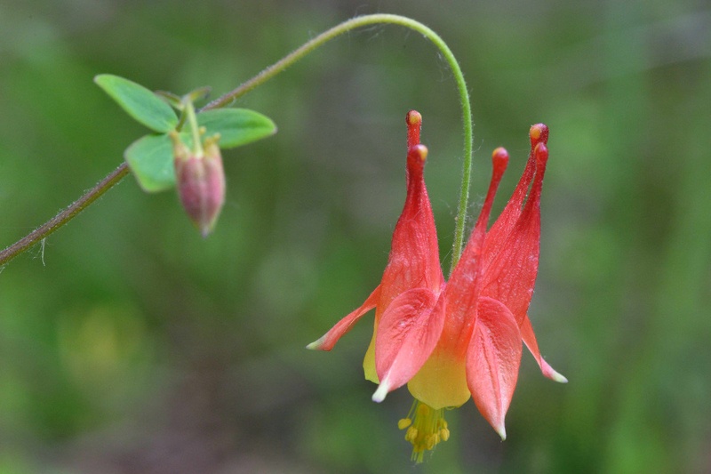 Red columbine_Aquilegia canadensis by Driolarena Arena