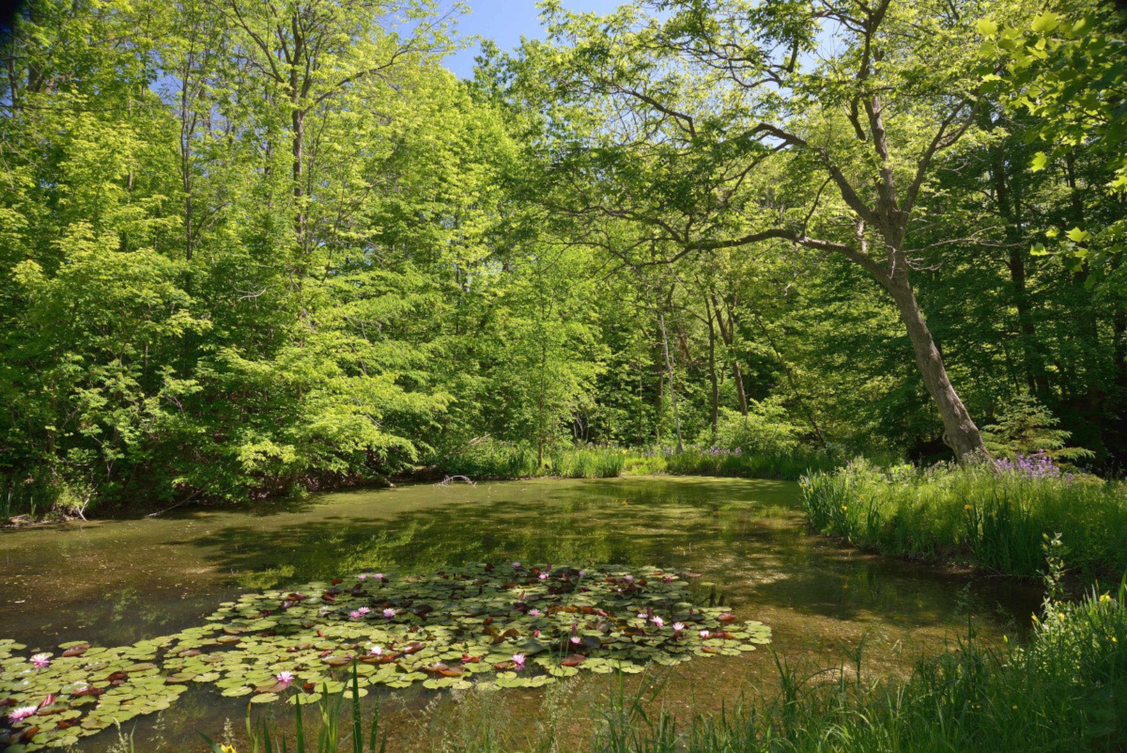 Little pond by Driolarena Arena