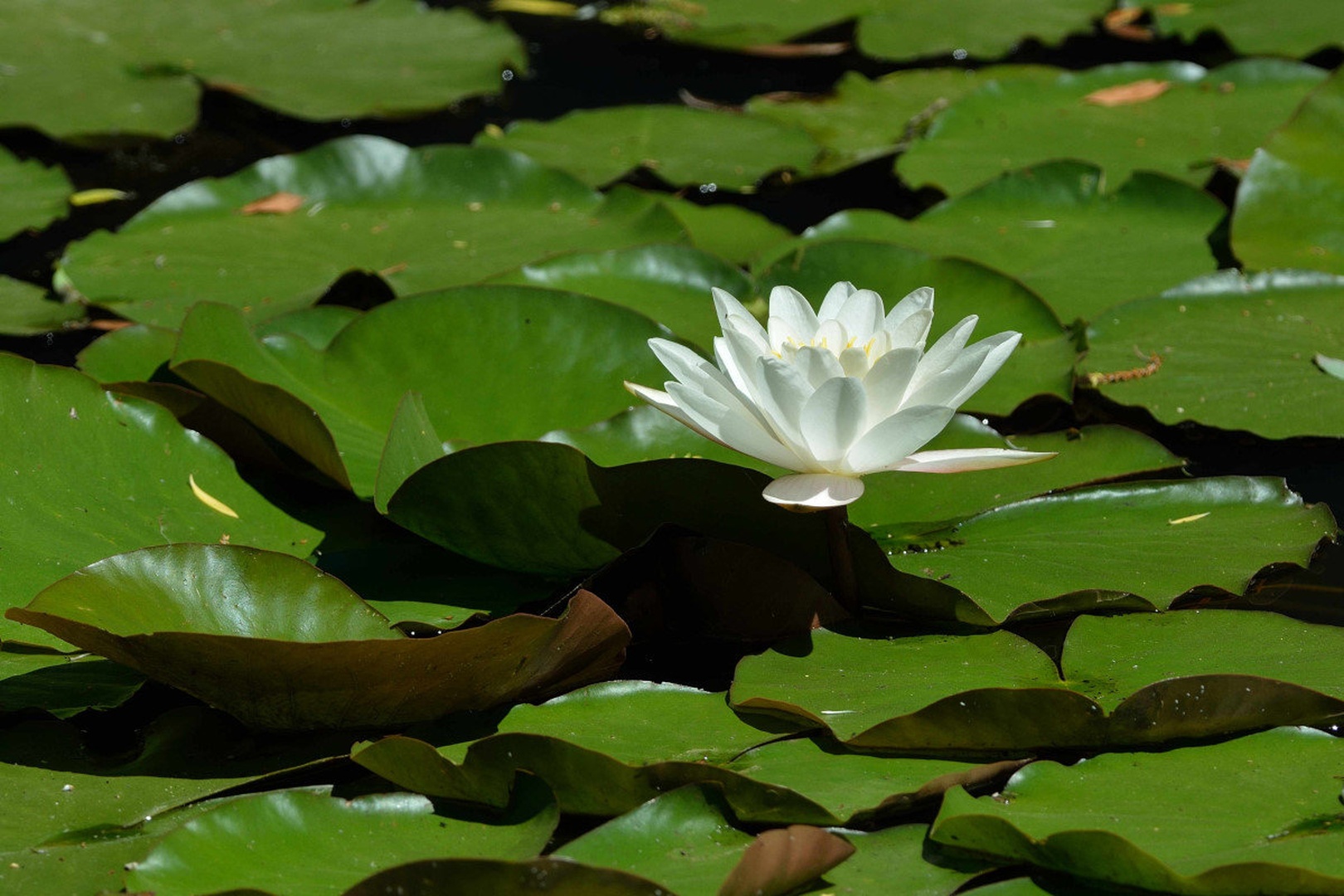 In the little pond. by Driolarena Arena