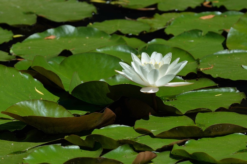 In the little pond. by Driolarena Arena