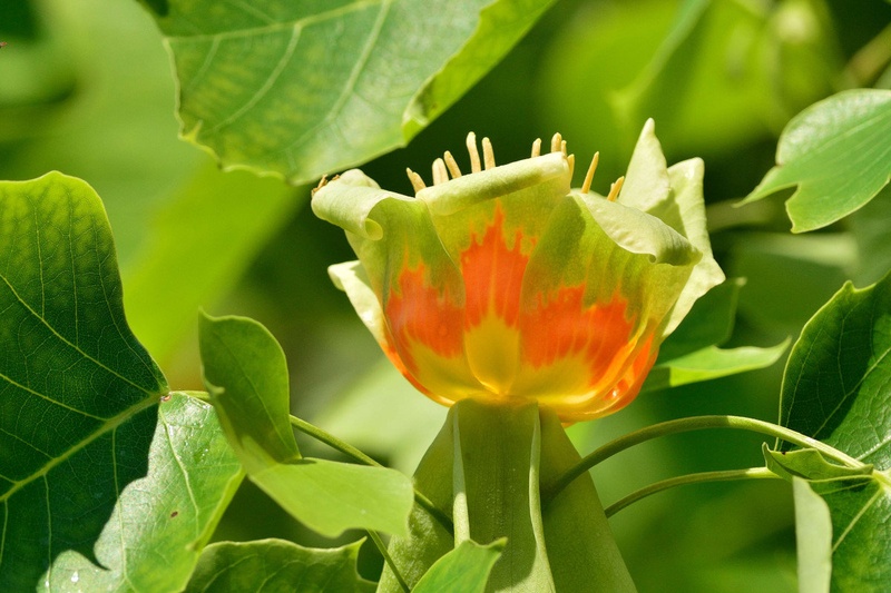 Yellow Poplar's flower by Driolarena Arena