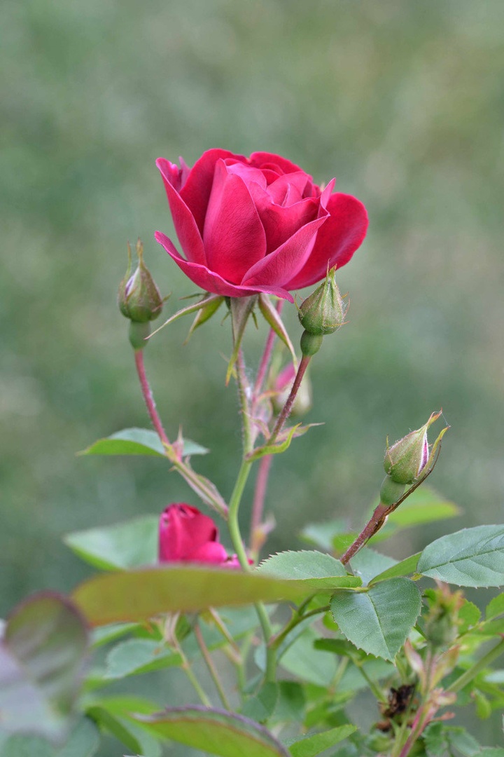 From the garden by Driolarena Arena
