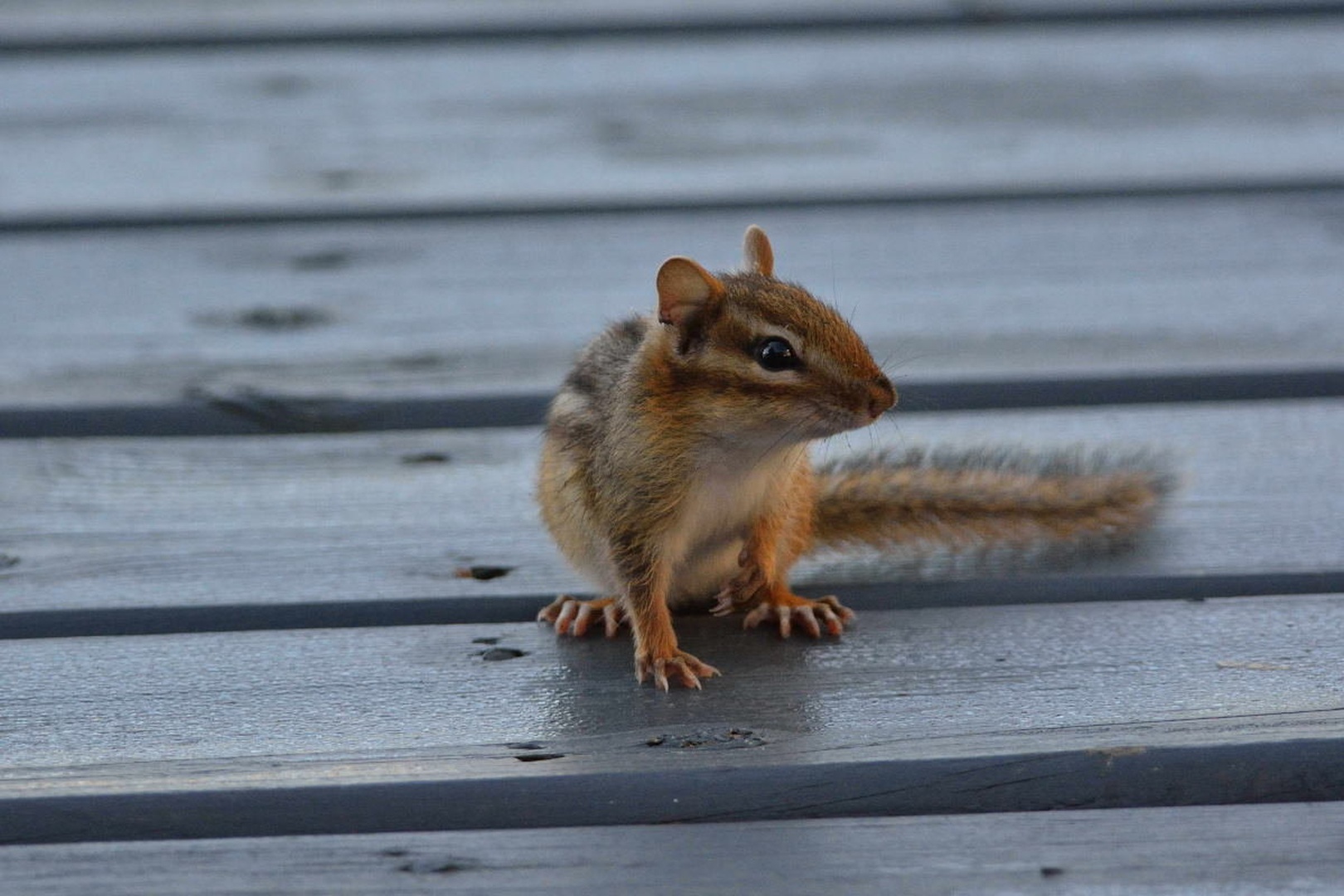 Our little friend - chipmonkey by Driolarena Arena