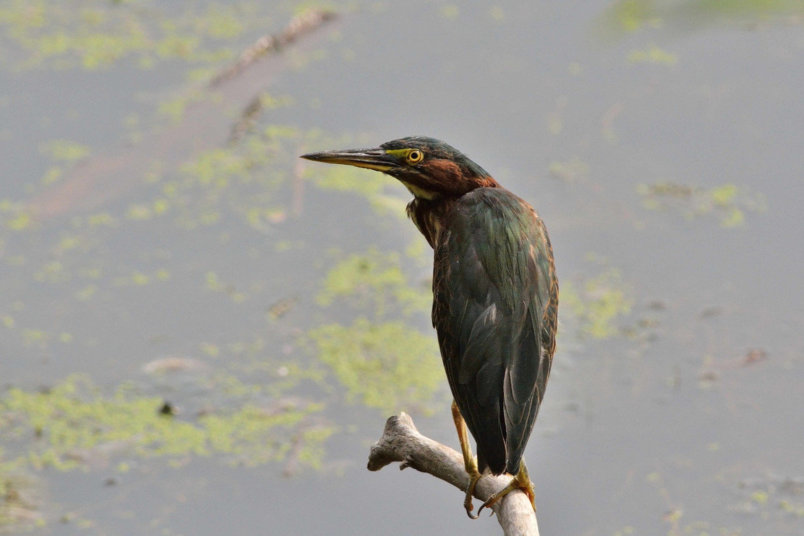 Green heron (Butorides virescens) by Driolarena Arena