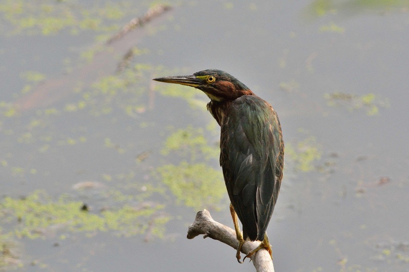 Green heron (Butorides virescens) by Driolarena Arena
