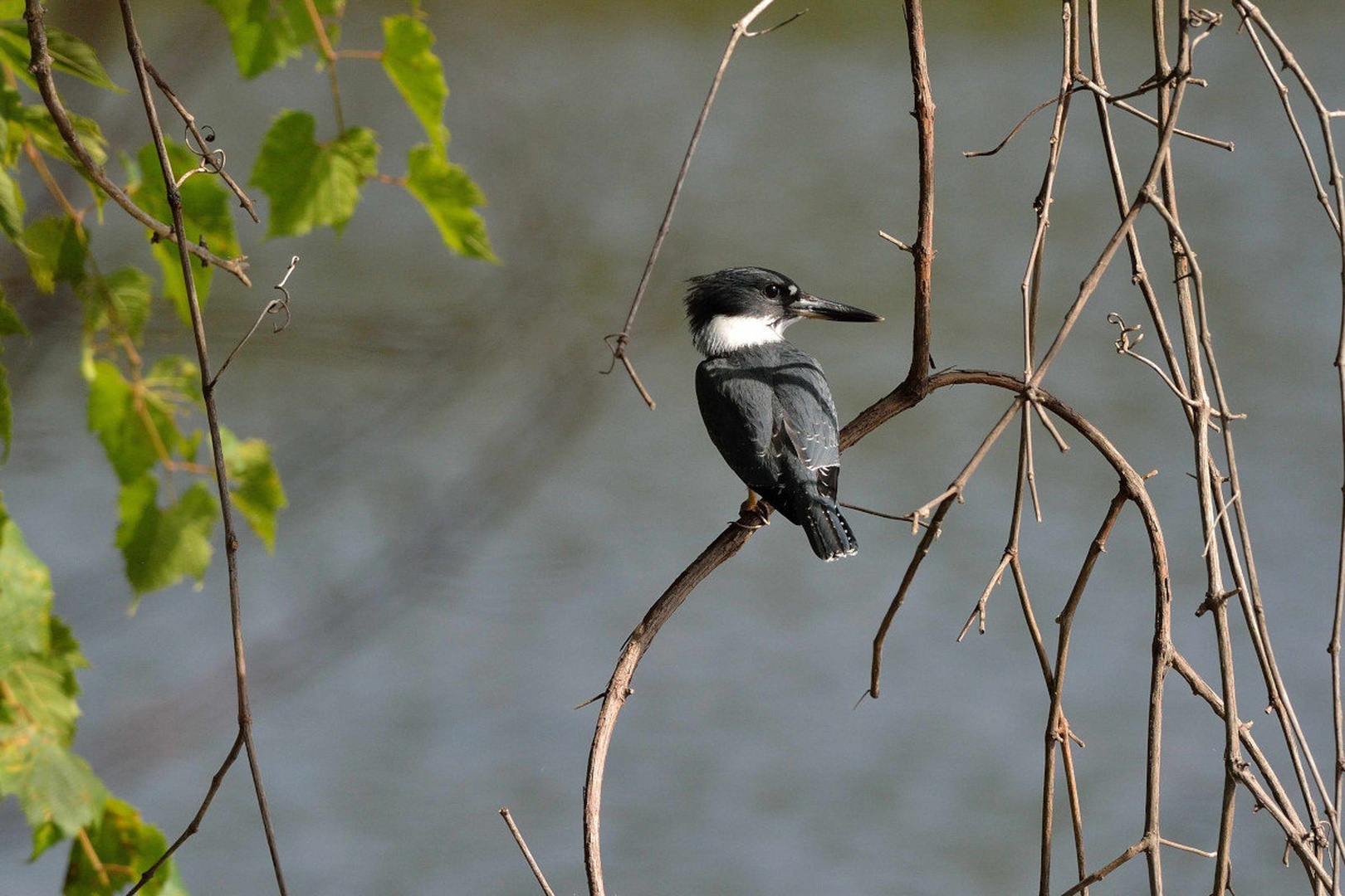 Water kingfisher, Cerylinae by Driolarena Arena