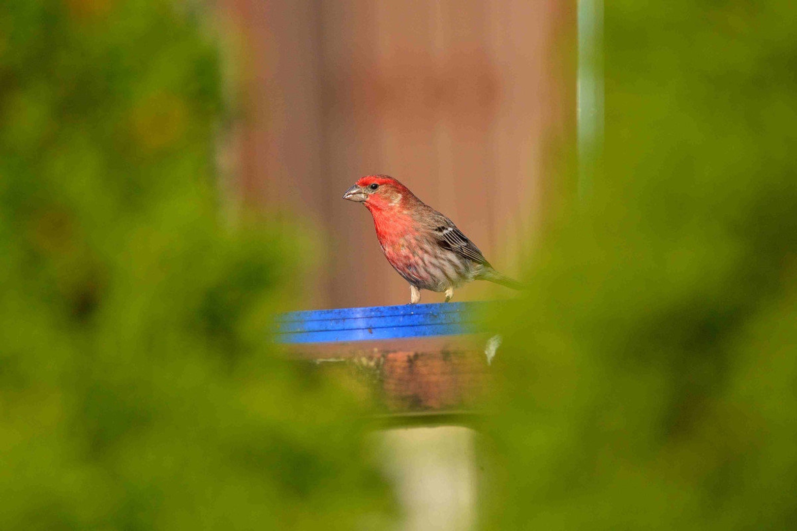Hom finch by Driolarena Arena