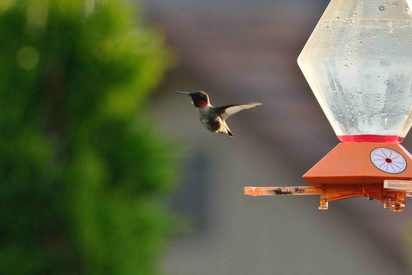 Hummingbird by Driolarena Arena