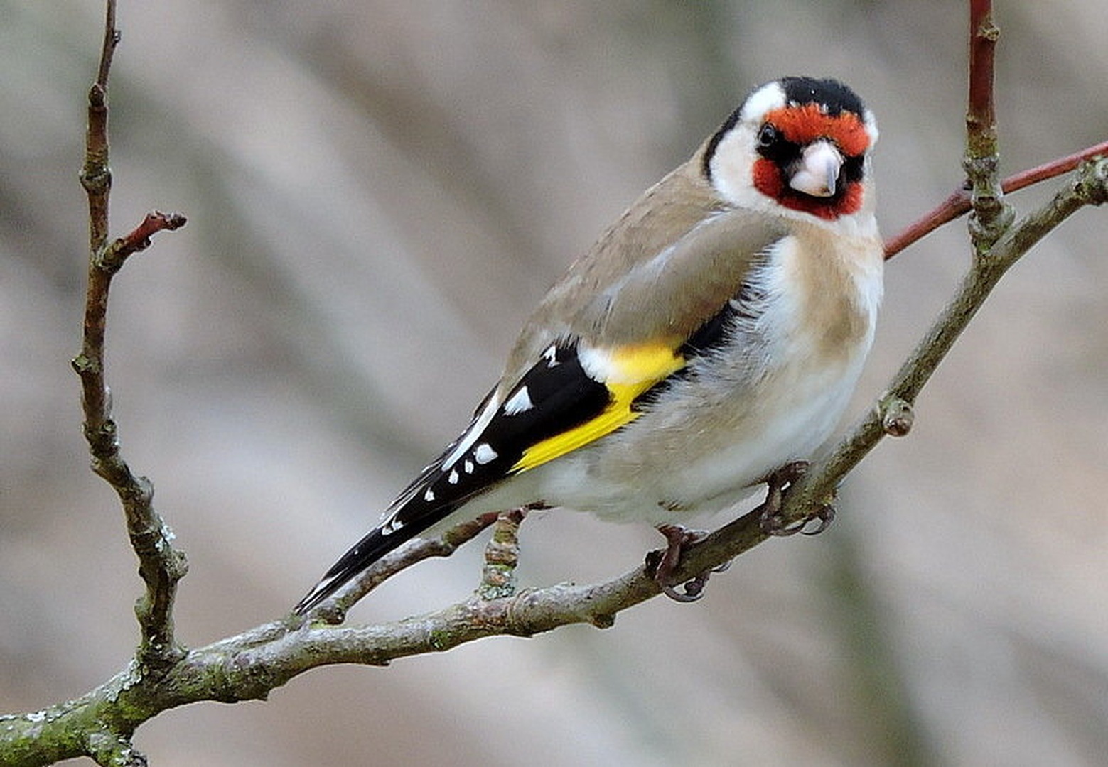 LIŠČEK by Irena Zupanec