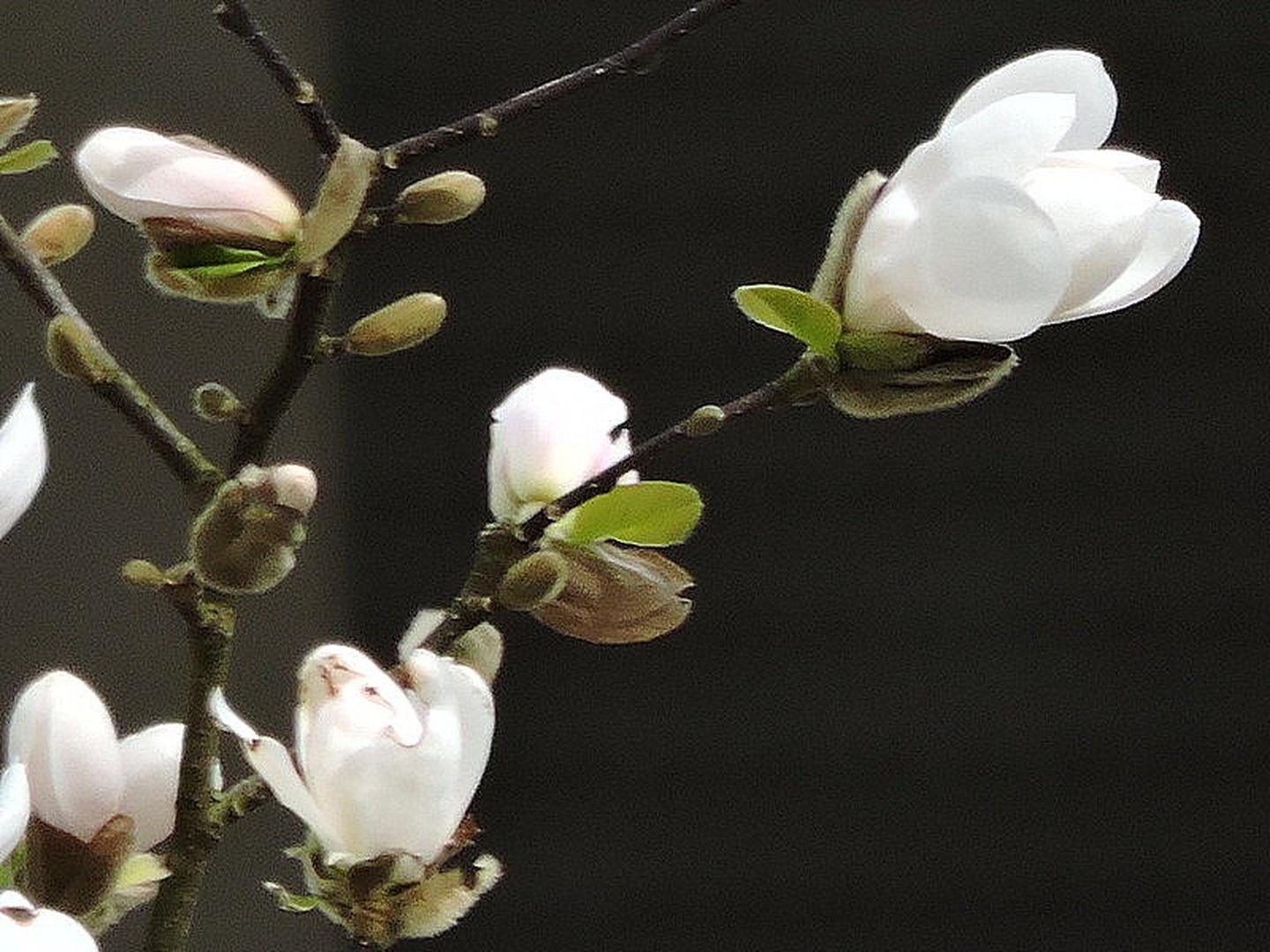 Bela magnolija by Irena Zupanec