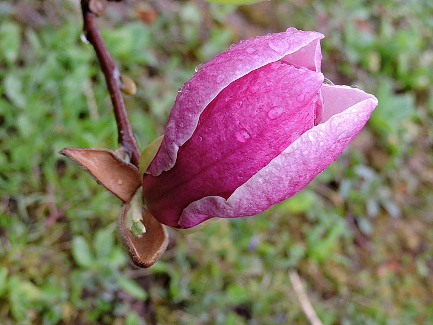 Magnolia Grandiflora Magnolia Rustica by Irena Zupanec