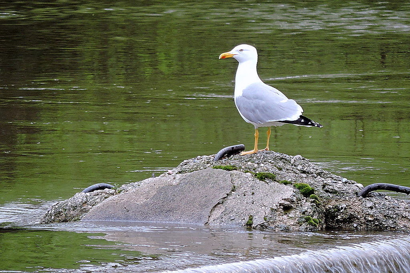 Rečni galeb na Sori by Irena Zupanec