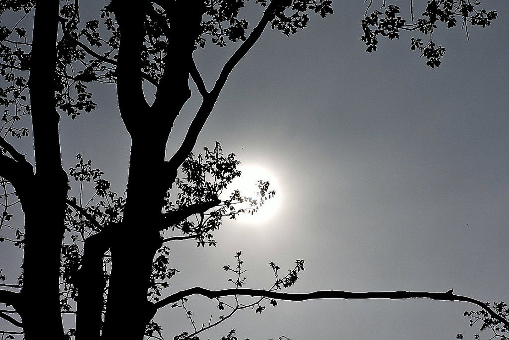 SONCE by Irena Zupanec