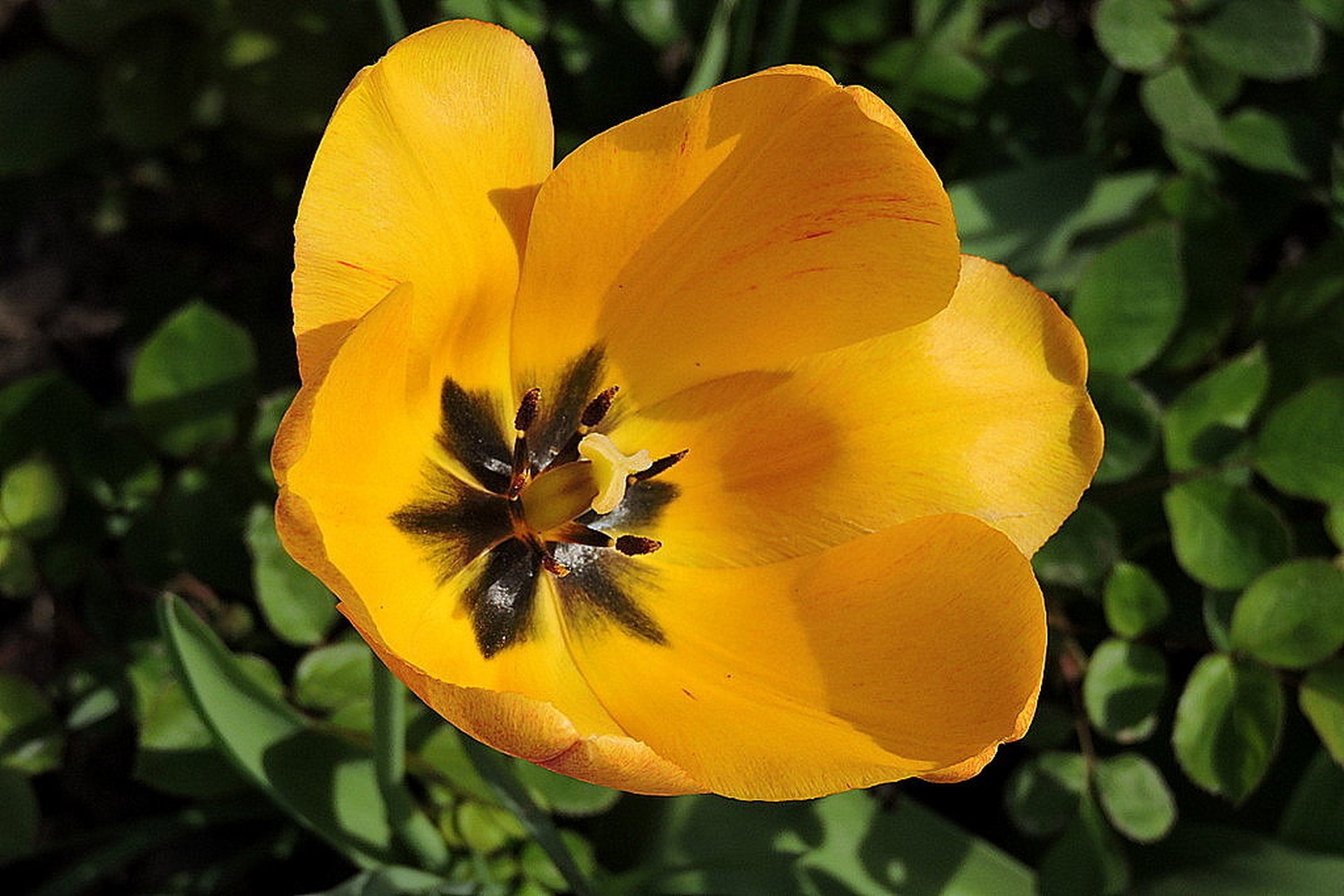 Tulipan by Irena Zupanec