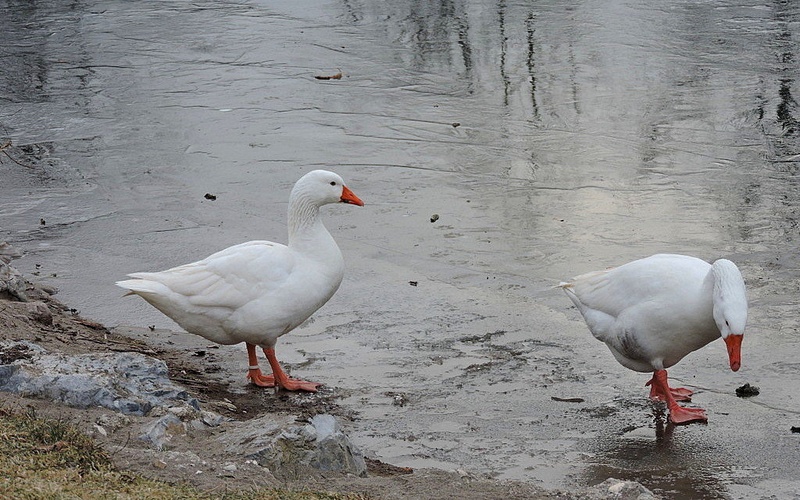 Goski iščeta vodo ... by Irena Zupanec