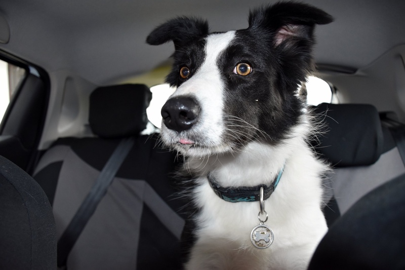 Crazy dog by Parin photo