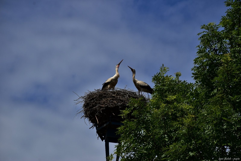 Štorklji by Parin photo