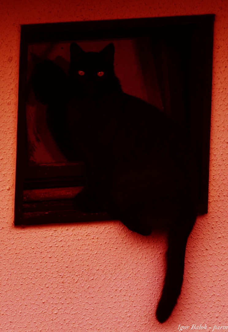 Alien cat whatching u by Parin photo