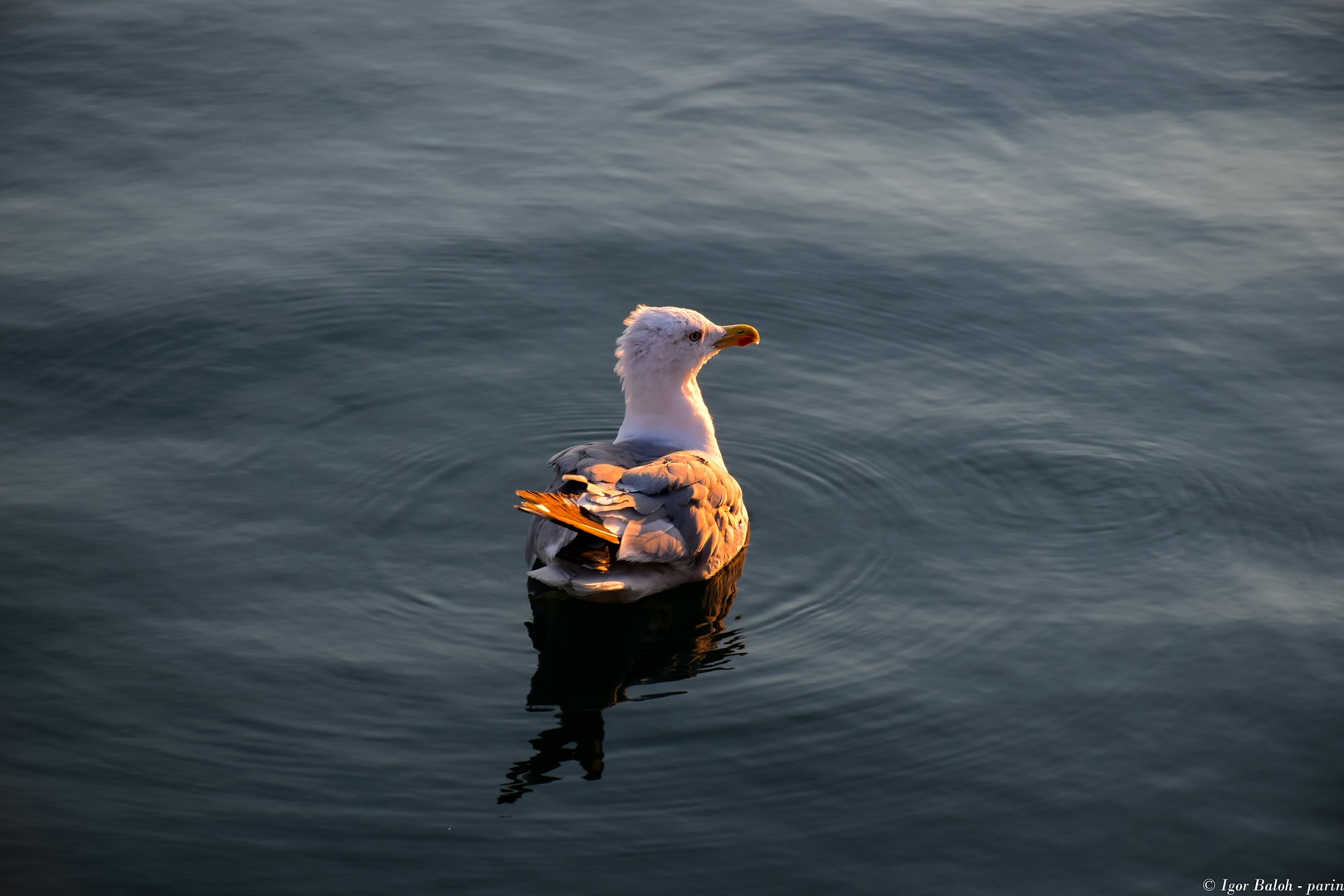 Galeb by Parin photo