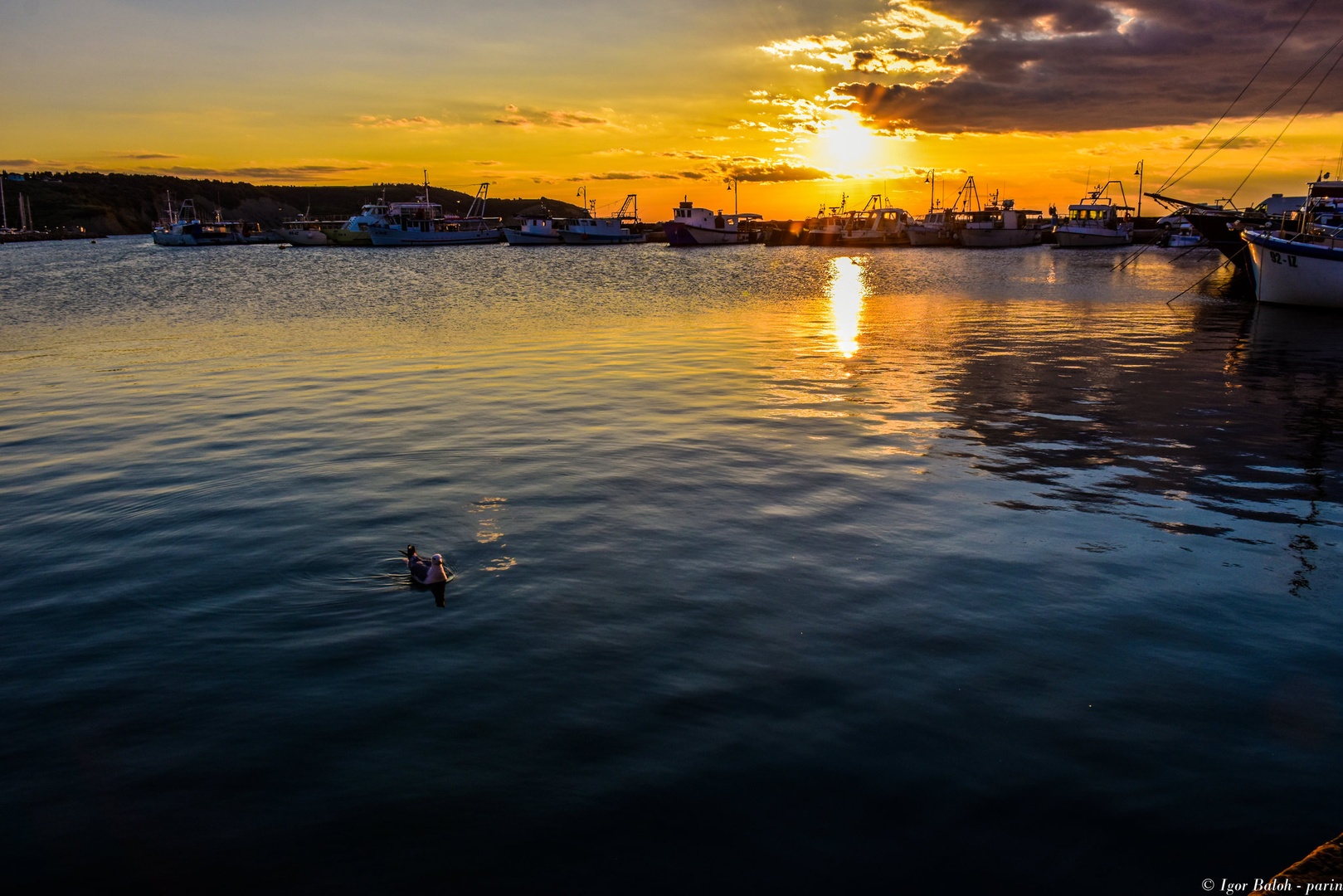 Galeb na počitnicah by Parin photo