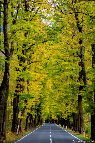 Lipov drevored, Kobarid by Parin photo