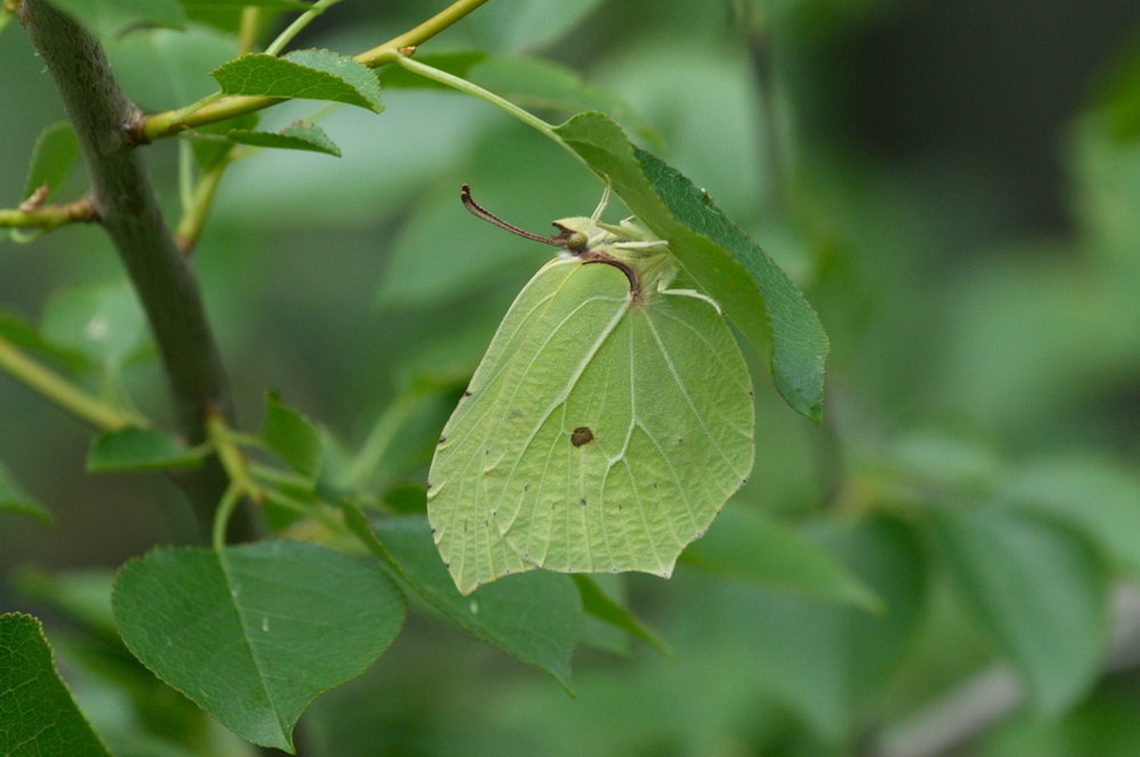 Citronček by Nevijo Kocjančič