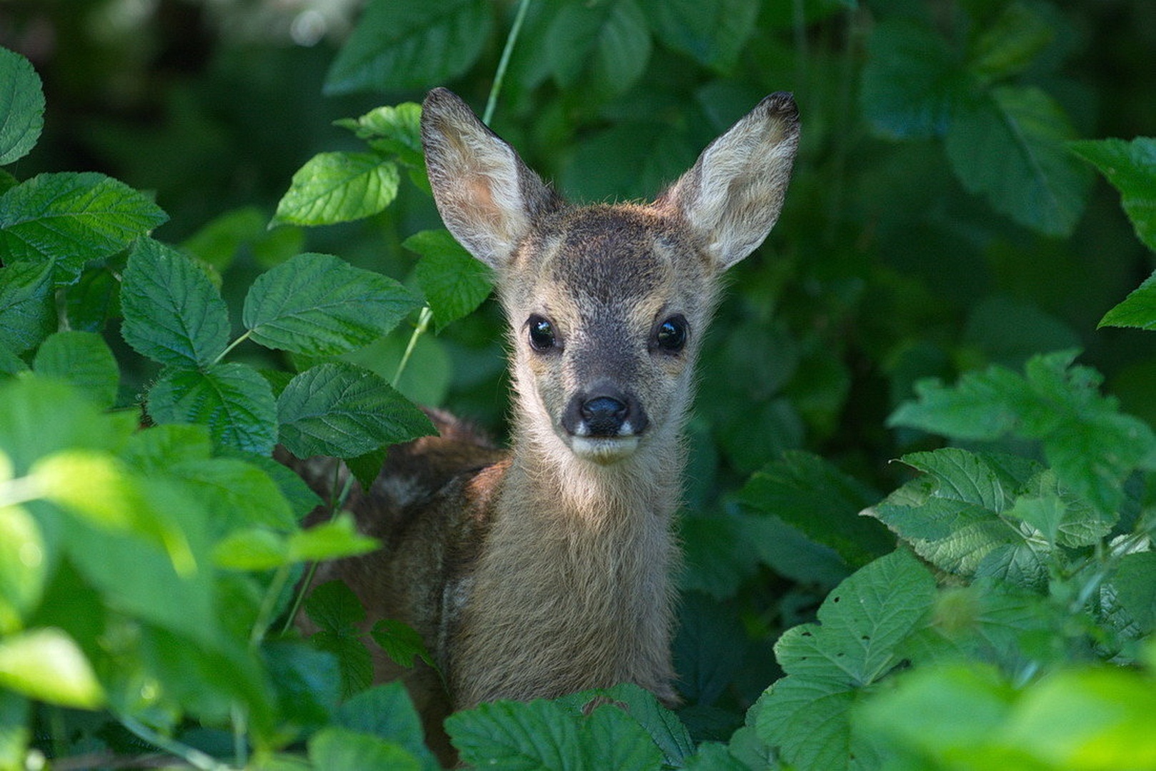 Bambi by Nevijo Kocjančič