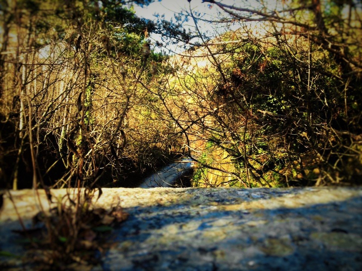Calm before winter by Zarad Kač