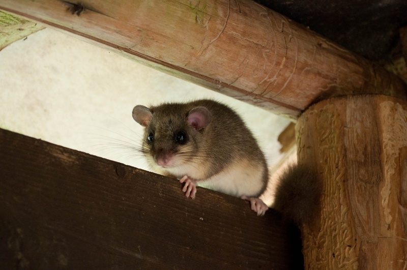 Glis glis by Andraž Horjak