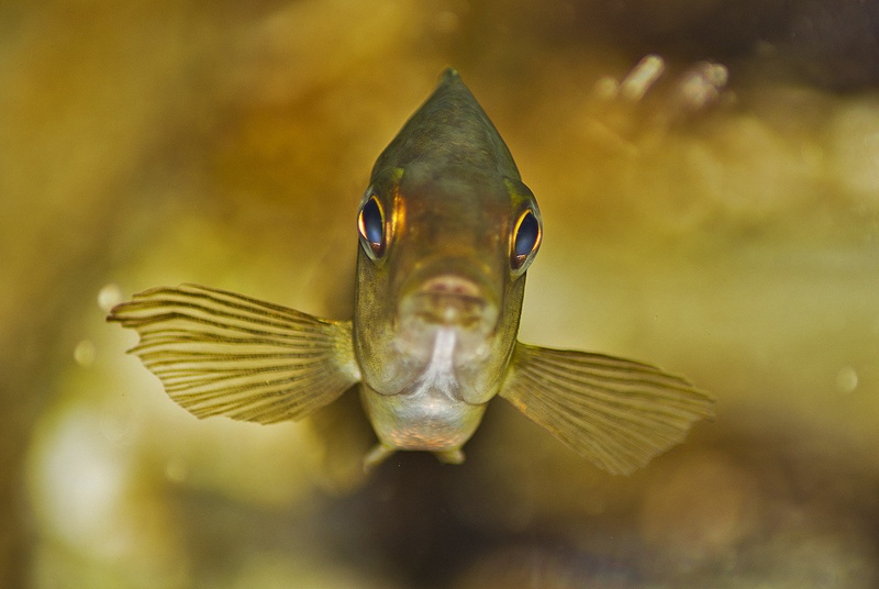 Fish Eye by Dejan Košir