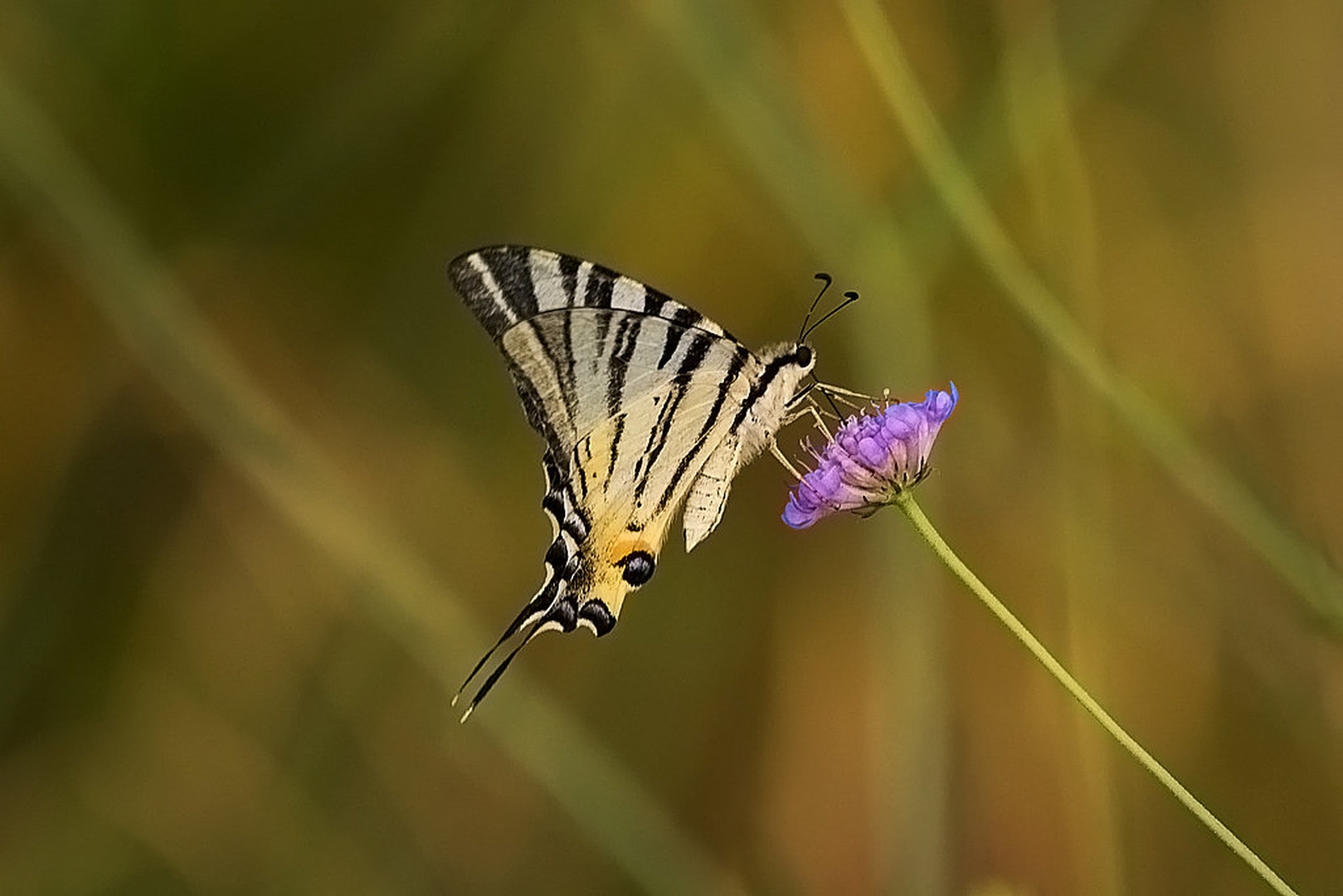 Iphiclides podalirius by Dejan Košir