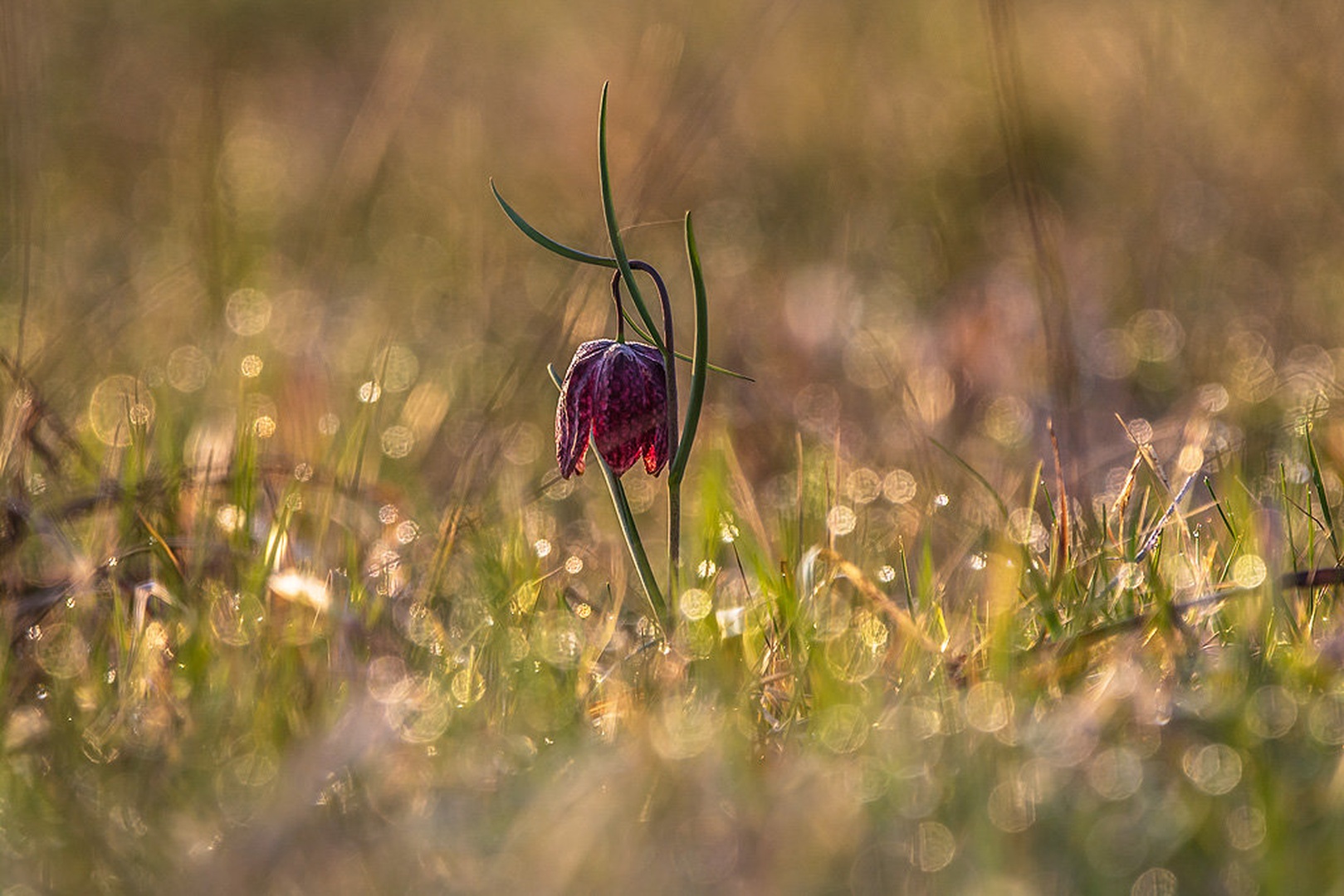 Fritillaria meleagris by Dejan Košir