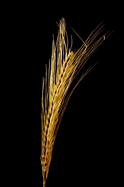 Od zrna do kruha by Gal Žvab