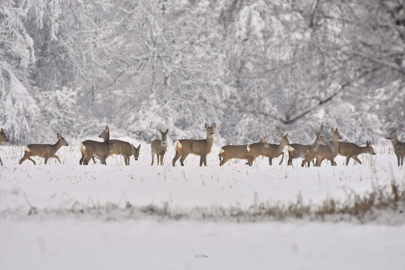 Jutranja gužva by Rok Štirn