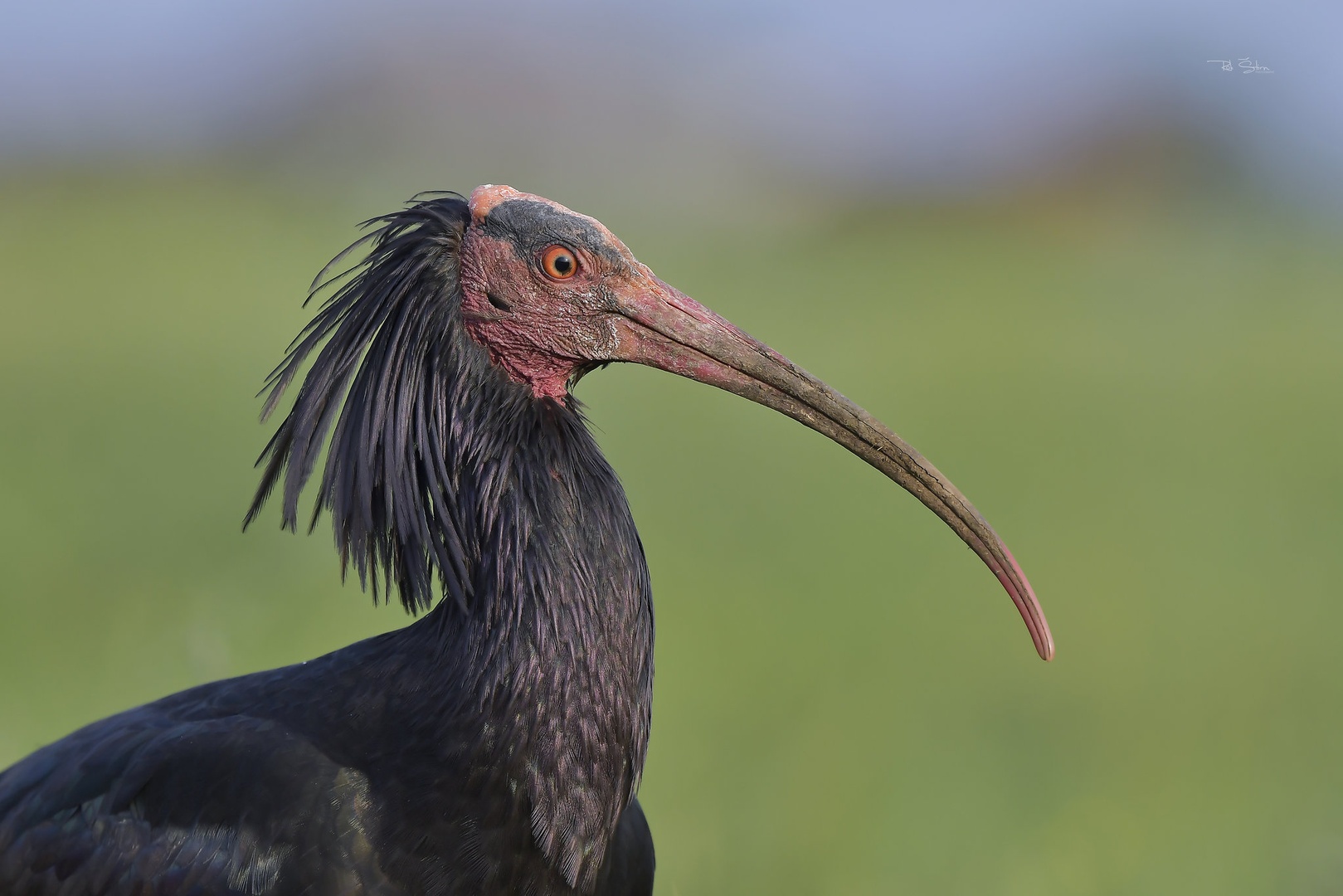 Klavžar ali grivasti ibis by Rok Štirn