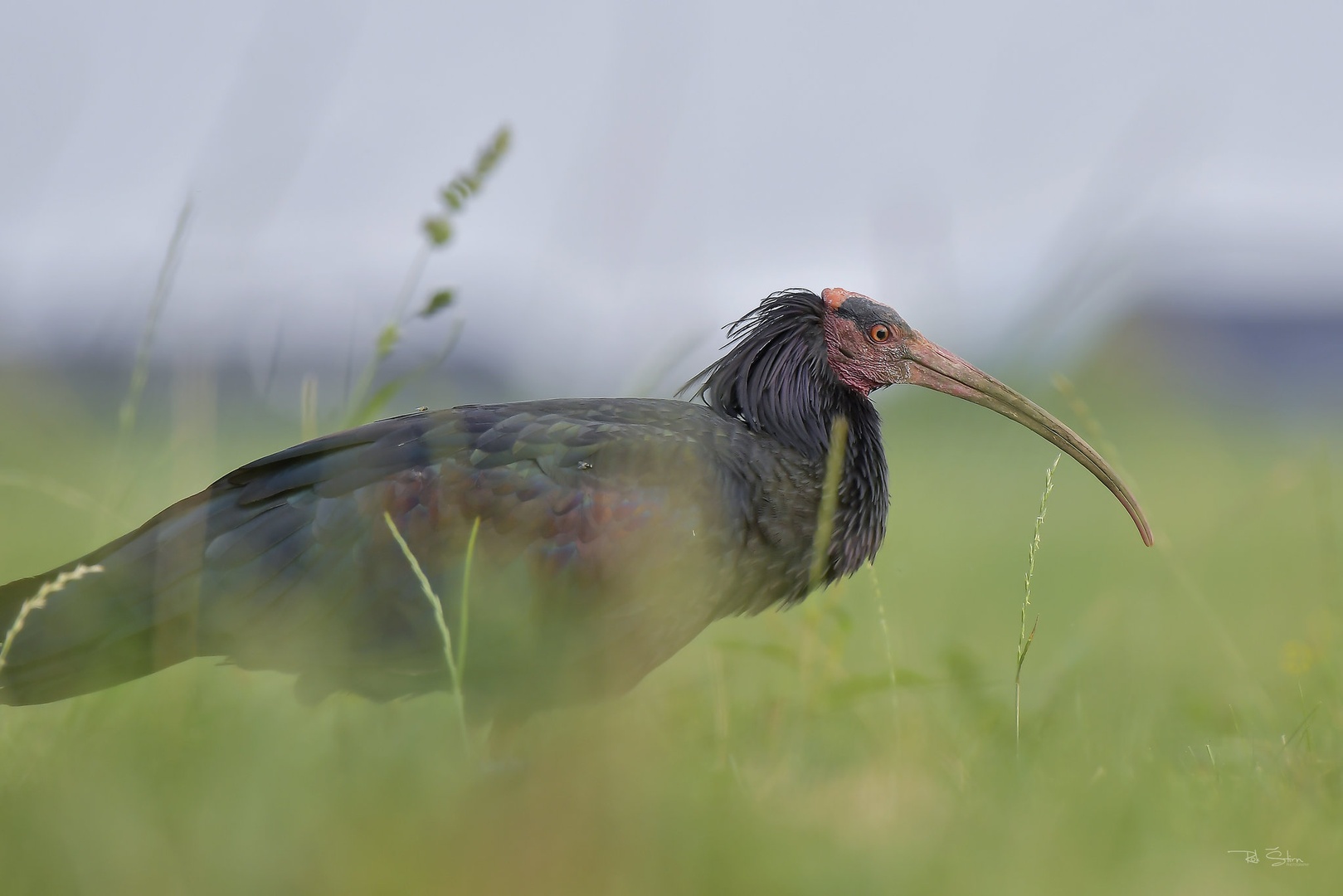 Klavžar ali grivasti ibis by Rok Štirn