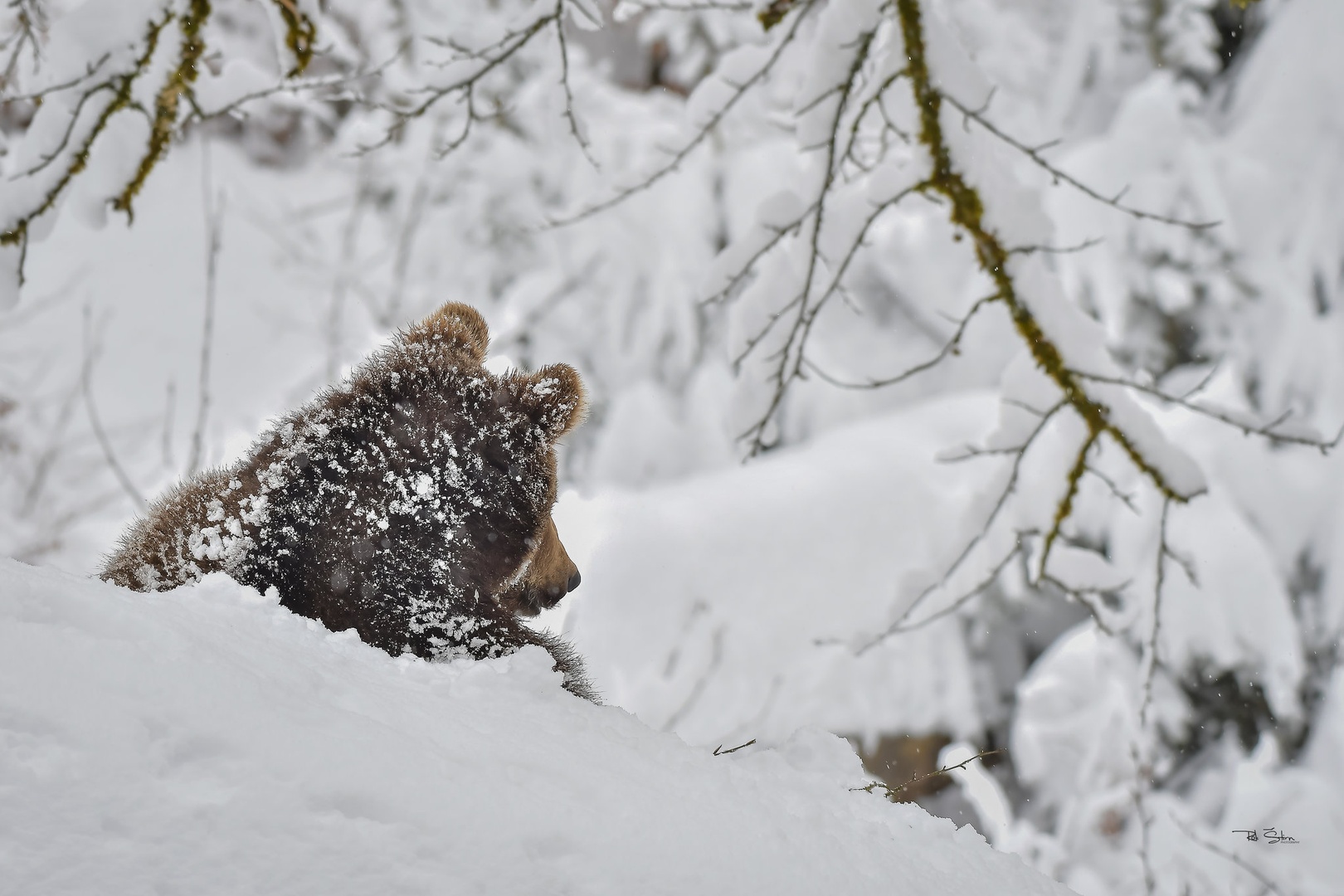 Yogi Bear :-P by Rok Štirn