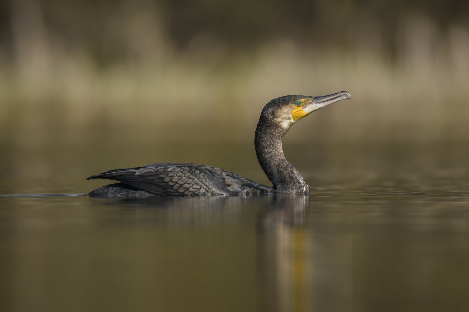 Kormoran'čk by Rok Štirn