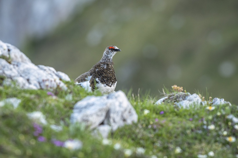 Gorska lepotica by Rok Štirn